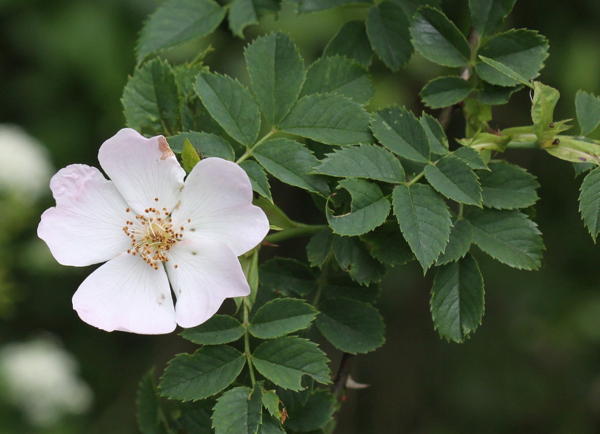 Rosa arvensis, Field Rose